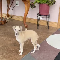 Rocky, a male Italian Greyhound for sale in Nappanee, IN – Photo 1 of 10