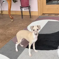 Rocky, a male Italian Greyhound for sale in Nappanee, IN – Photo 2 of 10