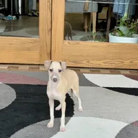 Rocky, a male Italian Greyhound for sale in Nappanee, IN – Photo 10 of 10