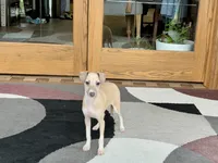 processed/9df88af3-7188-405a-9bb9-986e1332cdaa/listing/ff1edcd1-1d80-4a3f-9fba-91a8ceef986b/64c9a2be-ec35-4c12-b7b0-a8687cf71609