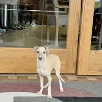 Rocky, a male Italian Greyhound for sale in Nappanee, IN – Photo 8 of 10