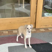Rocky, a male Italian Greyhound for sale in Nappanee, IN – Photo 7 of 10
