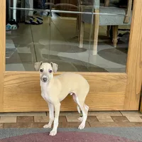 Rocky, a male Italian Greyhound for sale in Nappanee, IN – Photo 5 of 10