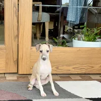Rocky, a male Italian Greyhound for sale in Nappanee, IN – Photo 6 of 10