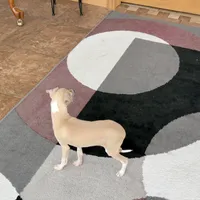 Rocky, a male Italian Greyhound for sale in Nappanee, IN – Photo 9 of 10