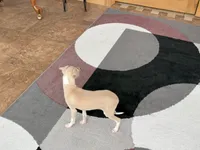 processed/9df88af3-7188-405a-9bb9-986e1332cdaa/listing/ff1edcd1-1d80-4a3f-9fba-91a8ceef986b/e30ff171-c1ef-477e-ae30-1296e532bb33