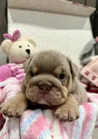 Cocoa, a female English Bulldog for sale in West Palm Beach, FL – 4 of 6