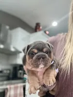 Vivi, a female English Bulldog for sale in West Palm Beach, FL – 2 of 2