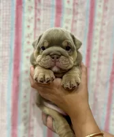 Cocoa, a female English Bulldog for sale in West Palm Beach, FL – 5 of 6