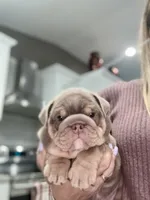 Coco, a female English Bulldog for sale in West Palm Beach, FL – 2 of 2