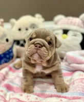 Cocoa, a female English Bulldog for sale in West Palm Beach, FL – 1 of 6