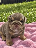 Coco, a female English Bulldog for sale in West Palm Beach, FL – 1 of 2