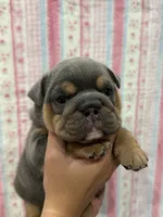 Channel, a female English Bulldog for sale in West Palm Beach, FL – 4 of 5