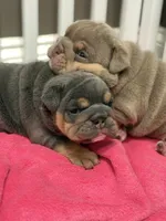 Cocoa, a female English Bulldog for sale in West Palm Beach, FL – 6 of 6