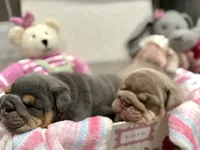 Channel, a female English Bulldog for sale in West Palm Beach, FL – 3 of 5