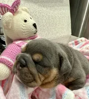 Channel, a female English Bulldog for sale in West Palm Beach, FL – 5 of 5