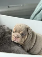 Cocoa, a female English Bulldog for sale in West Palm Beach, FL – 3 of 6