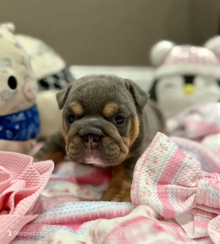 Channel, a female English Bulldog for sale in West Palm Beach, FL – 1 of 5