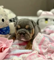 Channel, a female English Bulldog for sale in West Palm Beach, FL – 1 of 5