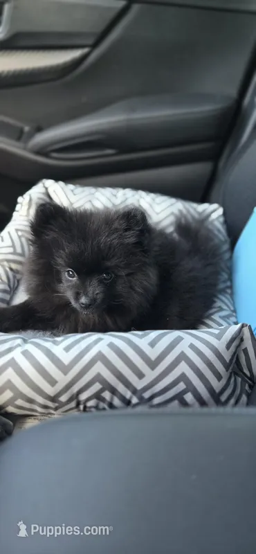 Princess – Pomeranian puppy for sale in Thonotosassa, FL