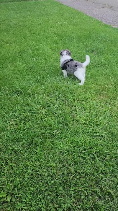 Ares, a male Australian Shepherd and Bernedoodle for sale in Lorain, OH – 7 of 7