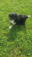 Hedes, a male Australian Shepherd and Bernedoodle for sale in Lorain, OH – 3 of 6
