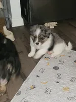 Ares, a male Australian Shepherd and Bernedoodle for sale in Lorain, OH – 6 of 7