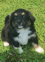 Hedes, a male Australian Shepherd and Bernedoodle for sale in Lorain, OH – 2 of 6