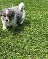 Ares, a male Australian Shepherd and Bernedoodle for sale in Lorain, OH – 4 of 7
