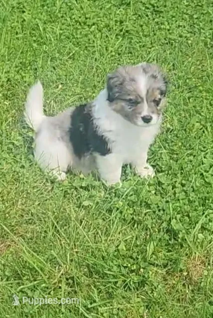 Ares – Australian Shepherd, Bernedoodle puppy for sale in Lorain, OH