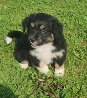 Hedes, a male Australian Shepherd and Bernedoodle for sale in Lorain, OH – 4 of 6