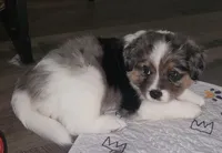 Ares, a male Australian Shepherd and Bernedoodle for sale in Lorain, OH – 5 of 7