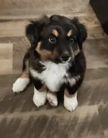 Hedes, a male Australian Shepherd and Bernedoodle for sale in Lorain, OH – 5 of 6