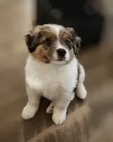 Ares, a male Australian Shepherd and Bernedoodle for sale in Lorain, OH – 2 of 7