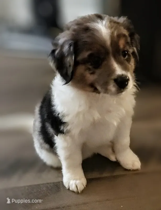 Ares – Australian Shepherd, Bernedoodle puppy for sale in Lorain, OH
