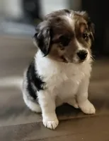 Ares, a male Australian Shepherd and Bernedoodle for sale in Lorain, OH – 1 of 7