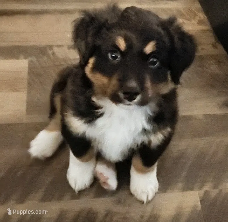 Hedes, a male Australian Shepherd and Bernedoodle for sale in Lorain, OH – 1 of 6