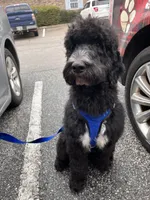 Blu, a male Goldendoodle for sale in McDonough, GA – 9 of 9