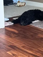 Blu, a male Goldendoodle for sale in McDonough, GA – 2 of 9