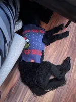 Blu, a male Goldendoodle for sale in McDonough, GA – 4 of 9