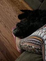 Blu, a male Goldendoodle for sale in McDonough, GA – 3 of 9