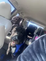 Blu, a male Goldendoodle for sale in McDonough, GA – 5 of 9