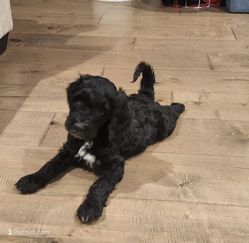 Blu – Goldendoodle puppy for sale in McDonough, GA