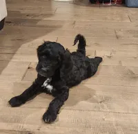 Blu, a male Goldendoodle for sale in McDonough, GA – 1 of 9