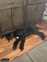 Blu, a male Goldendoodle for sale in McDonough, GA – 8 of 9