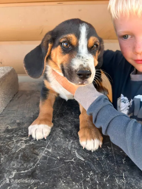Mini Basset Male 4 – Basset Hound, Miniature American Shepherd puppy for sale in Kingman, AZ