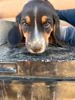 Mini Basset Male 5, a male Basset Hound and Miniature American Shepherd for sale in Kingman, AZ – 1 of 1