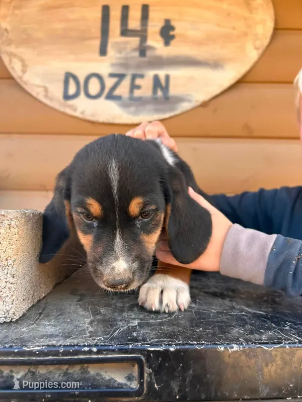 Mini Basset Male 2 – Basset Hound, Miniature American Shepherd puppy for sale in Kingman, AZ
