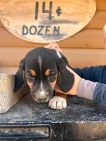 Mini Basset Male 2, a male Basset Hound and Miniature American Shepherd for sale in Kingman, AZ – 1 of 1