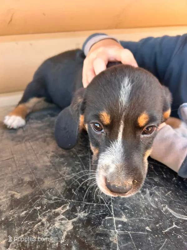 Mini Basset Male 3 – Basset Hound, Miniature American Shepherd puppy for sale in Kingman, AZ